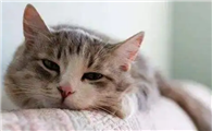 一个月大的小猫拉稀怎么办