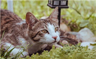 猫身上起小疙瘩像小米粒是什么东西