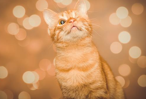 一个月的小奶猫能驱虫吗