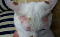 人得猫癣多久能好