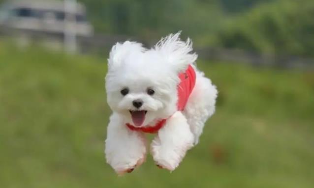 狗狗拉肚子不吃饭没精神怎么办吃什么药