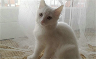 猫突然哀嚎一样怪叫