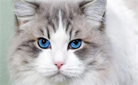 20多天小猫可以喝水吗为什么