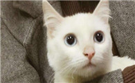 给猫打什么疫苗