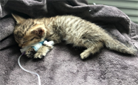 验猫瘟的怎么看有没有猫瘟