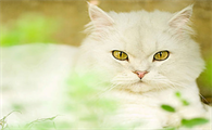 泰国草药膏对猫有影响吗