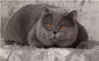 猫咪打针后吐透明口水怎么回事