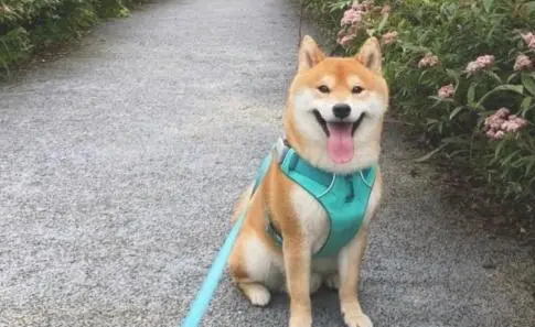 狗益生菌怎么喂 狗益生菌怎么喂