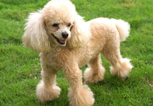 女孩子喜欢贵宾犬的六点原因,一定要了解 女孩子喜欢贵宾犬的六点原因,一定要了解