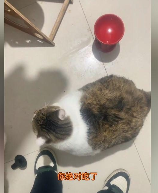 “煤气罐”装可怜向主人讨食,被女子直接拆穿:3个小时前刚喂的 “煤气罐”装可怜向主人讨食,被女子直接拆穿:3个小时前刚喂的