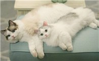 猫可以吃玉米吗熟的可以吃吗