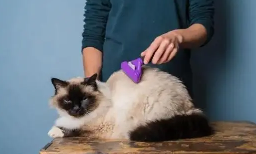 给猫咪做完驱虫家里有跳蚤了怎么办