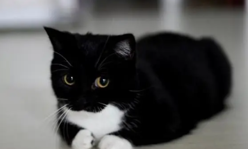 四个月的猫会发春吗？
