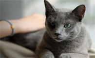 刚出生的小猫怎么养