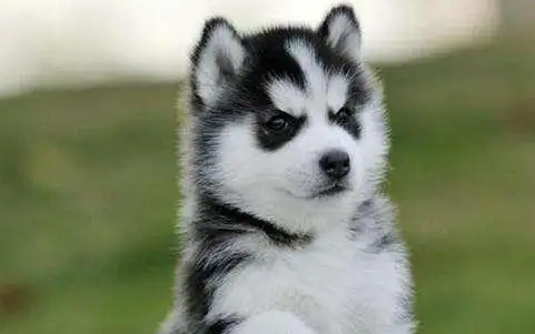 哈士奇幼犬怎么训练大小便 哈士奇幼犬怎么训练大小便