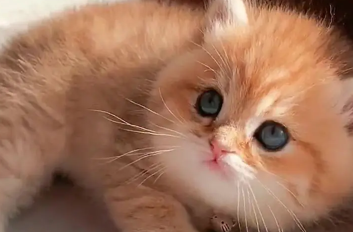 奶猫呼吸有泡泡声怎么办