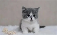 小猫生下来几天睁眼正常
