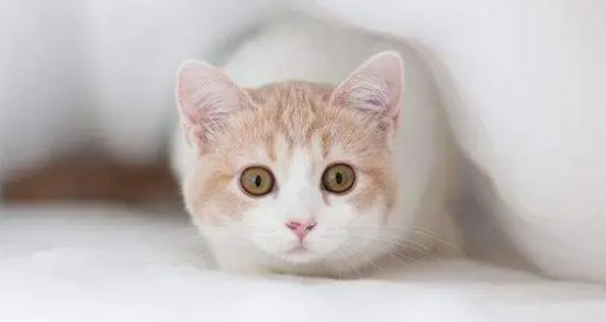 猫身上都是跳蚤怎么办啊 猫身上都是跳蚤怎么办啊