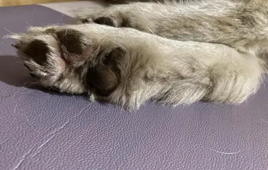 狗狗脚趾缝发红是怎么回事