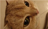 怎样预防猫咪得猫癣