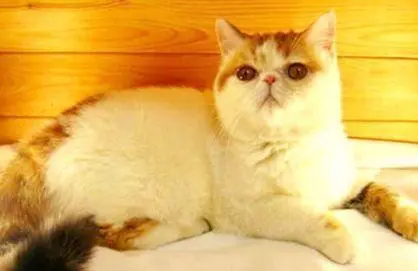 加菲猫掉毛最好的解决办法