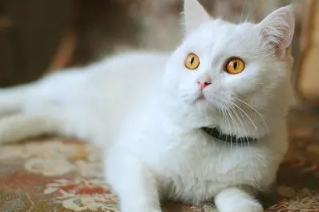 猫咪可以吃生肉吗