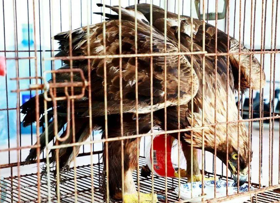 门头沟村民家门口发现一只“大鸟” 竟是国家一级保护动物“金雕”
