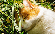 小猫多大开始打第一针