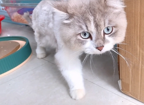 本该是漂亮布偶猫，却在遍体鳞伤失去毛发后，被抛弃在宠物店门口