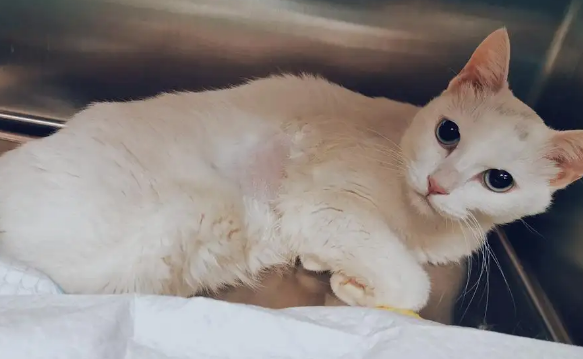 母猫做绝育多少钱 母猫做绝育多少钱