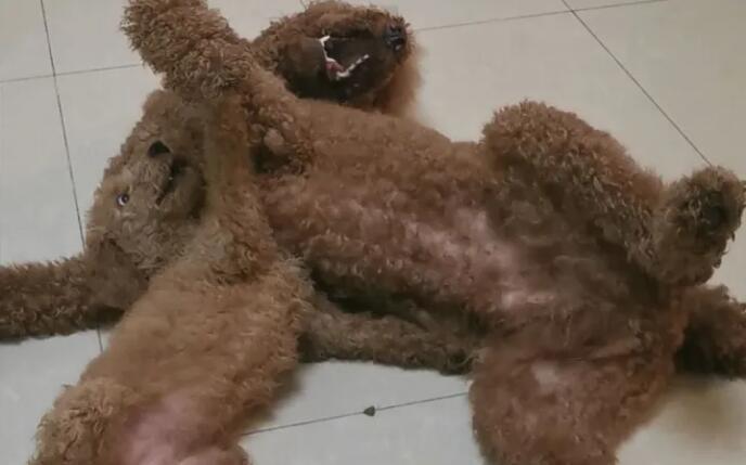 狗狗绝育后蛋蛋几天都没消肿怎么办 狗狗绝育后蛋蛋几天都没消肿怎么办