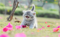 小奶猫出生多久可以剪指甲