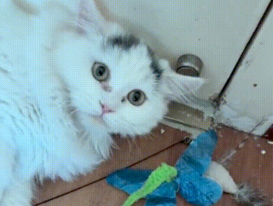 喂了一只流浪猫,竟被它找上门,守在门口3小时不离开 喂了一只流浪猫,竟被它找上门,守在门口3小时不离开
