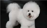比熊犬智商高的表现，主人知道吗？