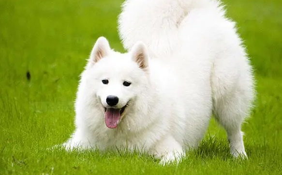 萨摩耶犬幼犬多少钱一只啊