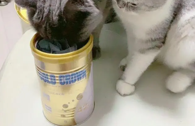 猫咪小七和灰灰,体验盖夫金冠羊奶粉双倍的快乐 猫咪小七和灰灰,体验盖夫金冠羊奶粉双倍的快乐