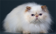 猫结痂掉毛怎么处理