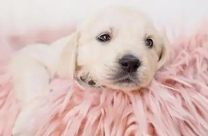 狗狗可以吃人吃的钙片补钙吗