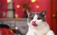 猫感冒会传染给人吗