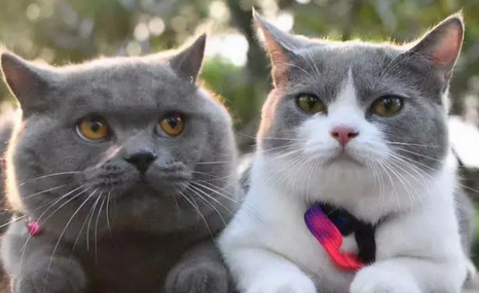 蓝猫和英短的区别 蓝猫和英短的区别