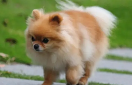 科学养宠之狗打完狂犬疫苗洗澡了怎么办？