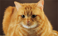 小猫趴在瓷砖上会不会着凉