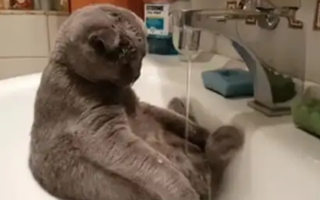 猫咪不肯喝水?十个方法让猫咪多喝水 猫咪不肯喝水?十个方法让猫咪多喝水