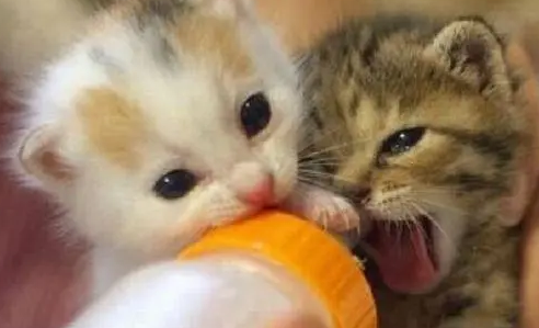 两个月小猫有泪痕是什么原因造成的