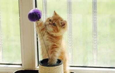 猫咪身上有伤口漏肉了怎么办 猫咪身上有伤口漏肉了怎么办