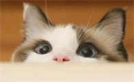 小猫流眼泪用什么眼药水效果好