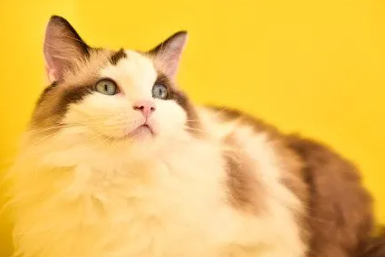 猫的嘴边缘像溃疡一样怎么办