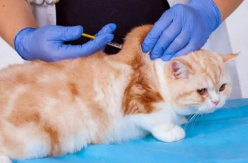 猫咪妙三多间隔时间过长还可以打吗