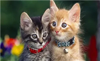 猫吐粉红色液体可是精神很好怎么回事