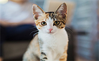 如何判断猫口炎是细菌性还是病毒性